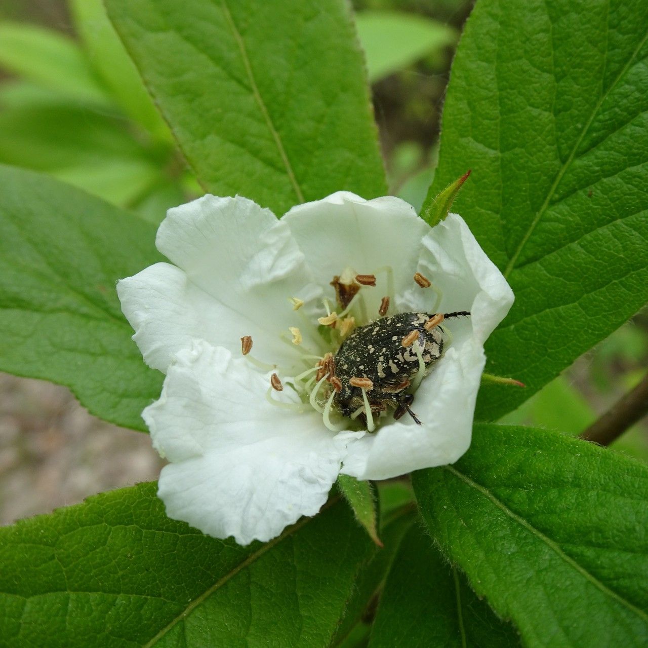 Crataegus germanica flower