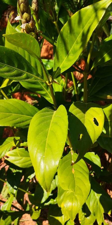 Justicia ventricosa — search result for 'Justicia'