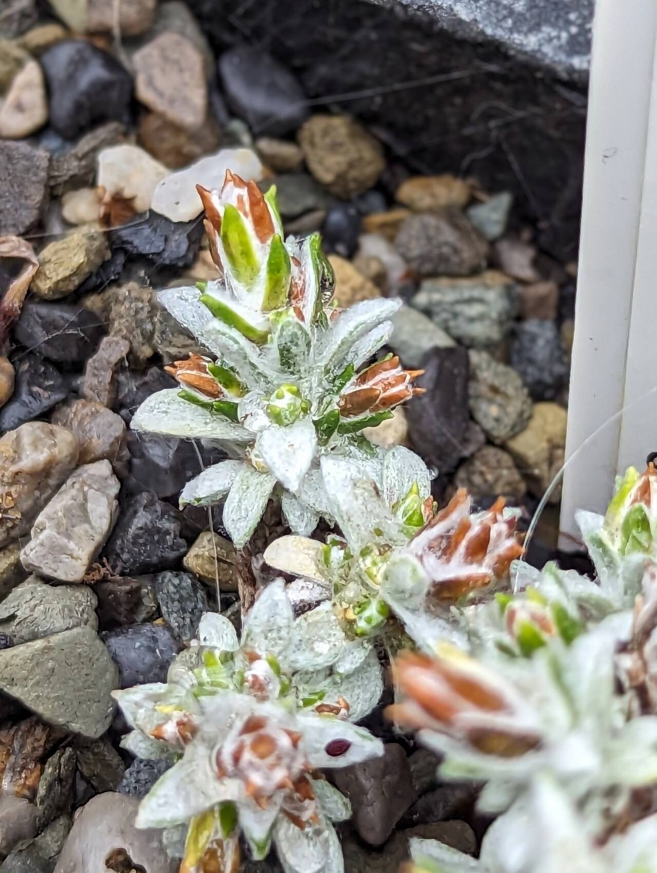 Ozothamnus selago leaf