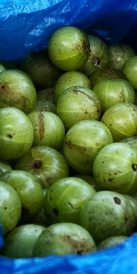 Phyllanthus emblica fruit