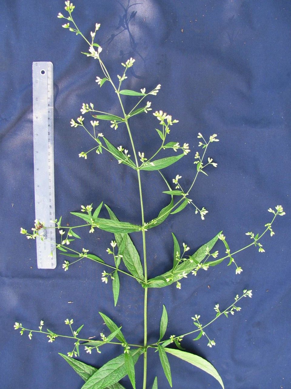 Polyanthina nemorosa — houseplant care guide