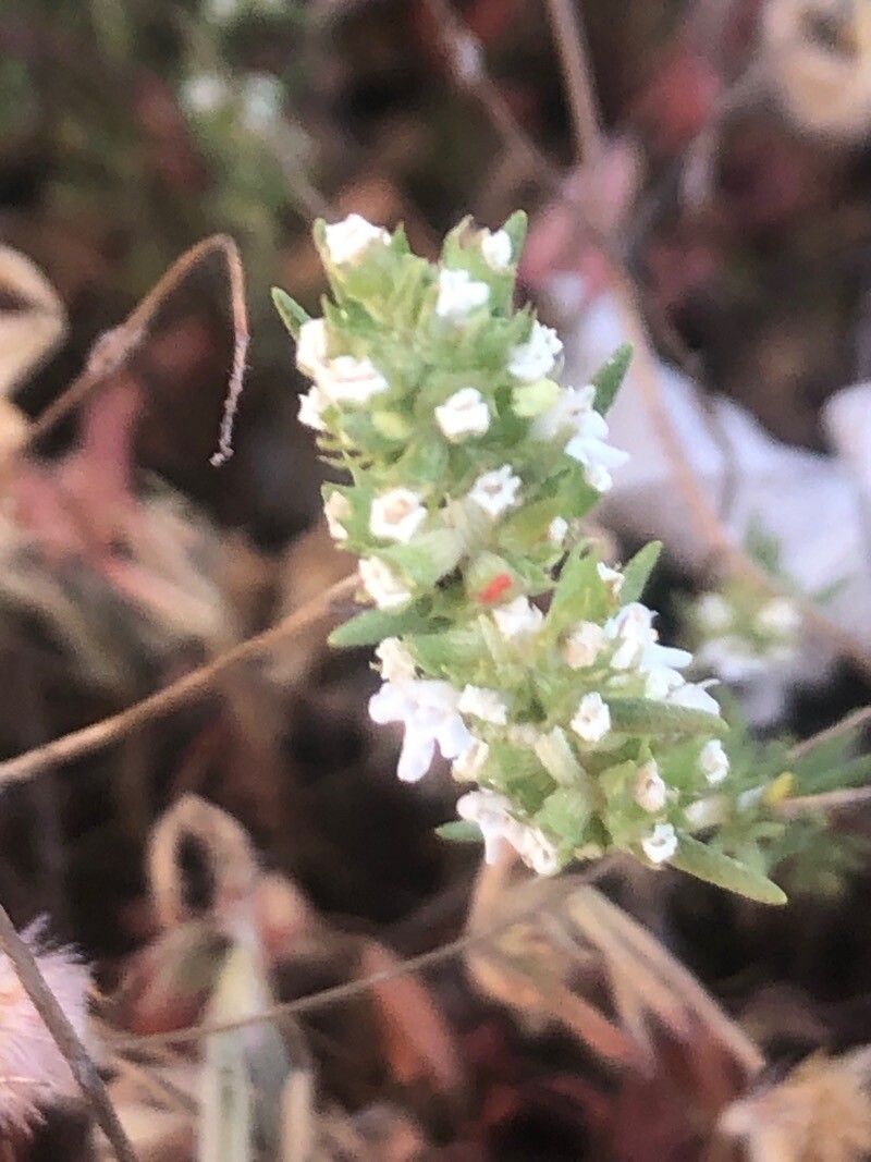 Thymus zygis flower