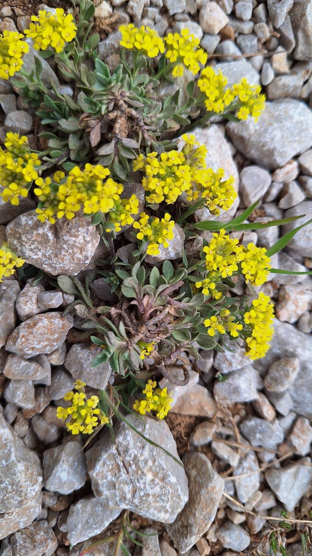 Alyssum gustavssonii leaf