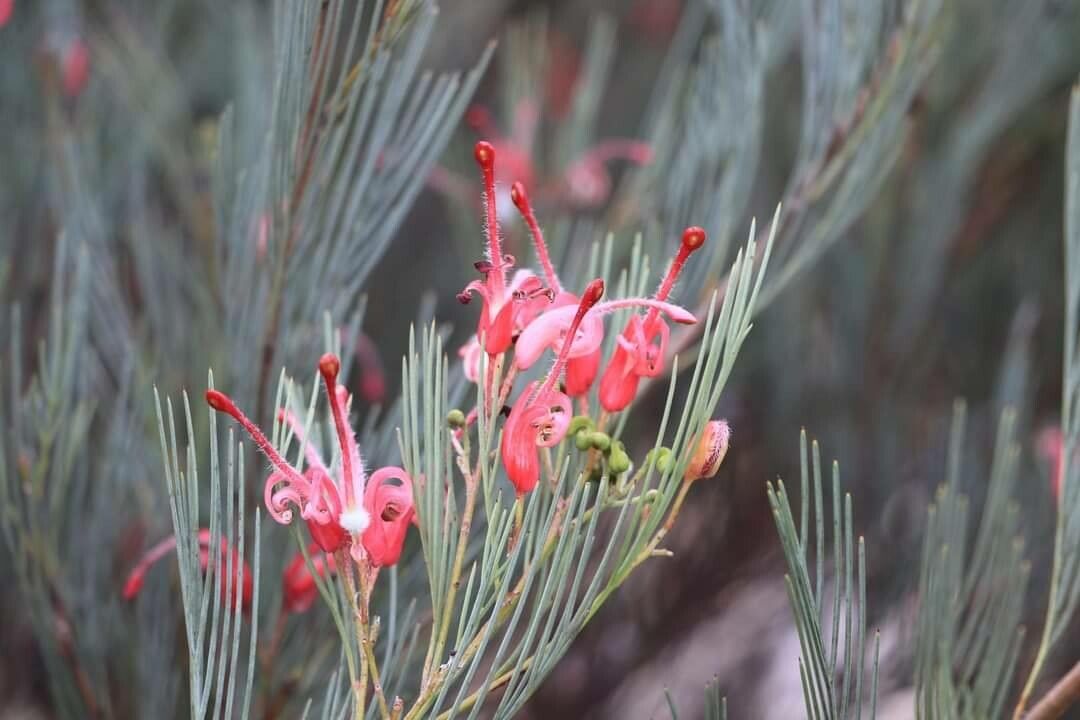 Grevillea erectiloba — search result for 'Grevillea'