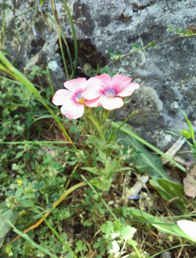 Linum pubescens habit