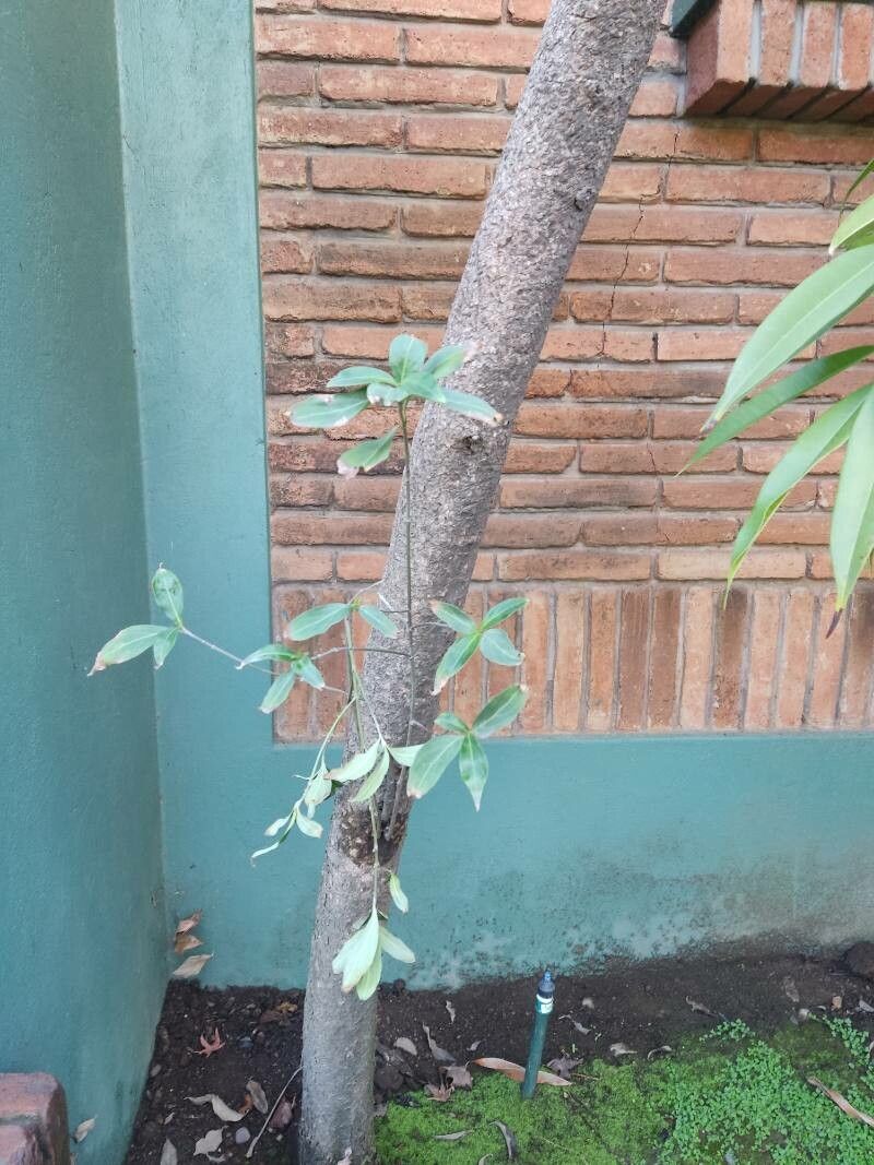 Barleria observatrix bark