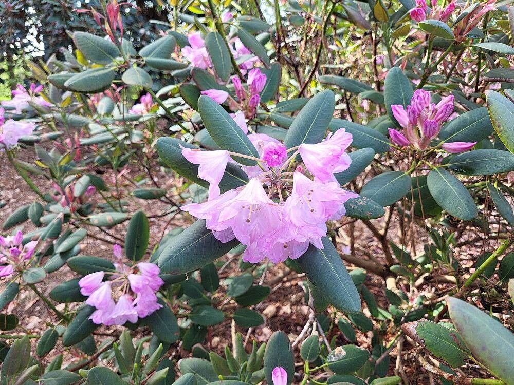 Rhododendron qiaojiaense flower