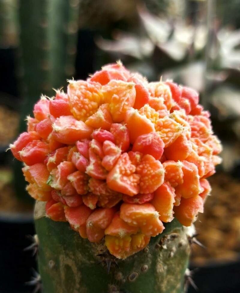 Ariocarpus bravoanus — related species from the same genus