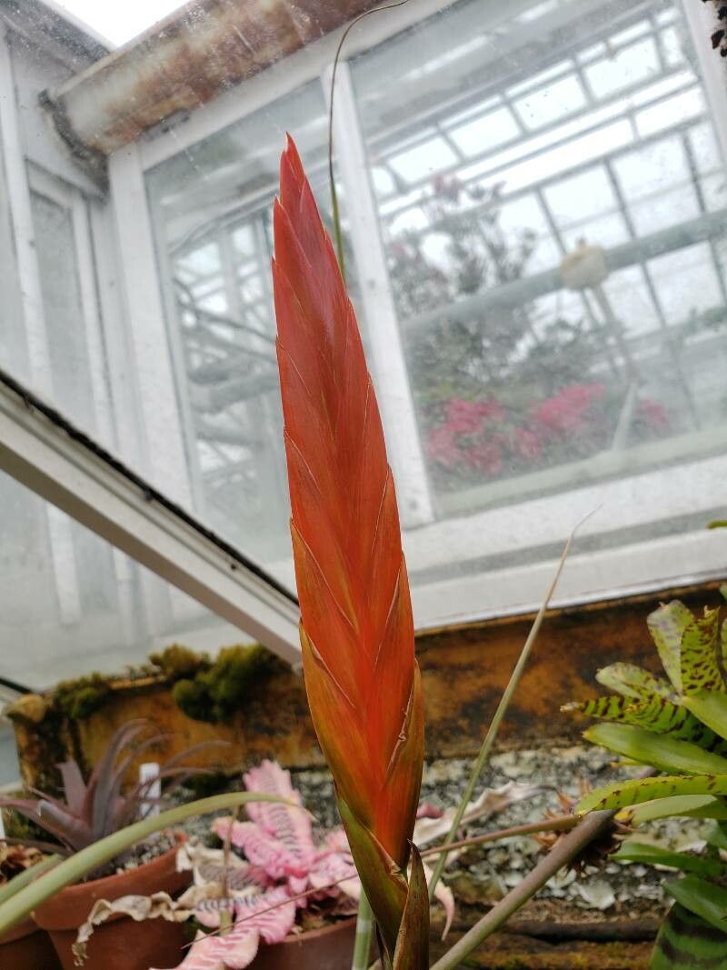 Vriesea fosteriana flower