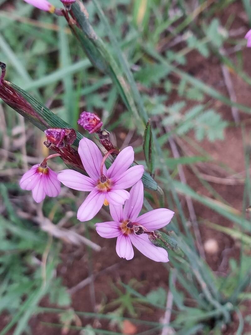 Sisyrinchium platense flower