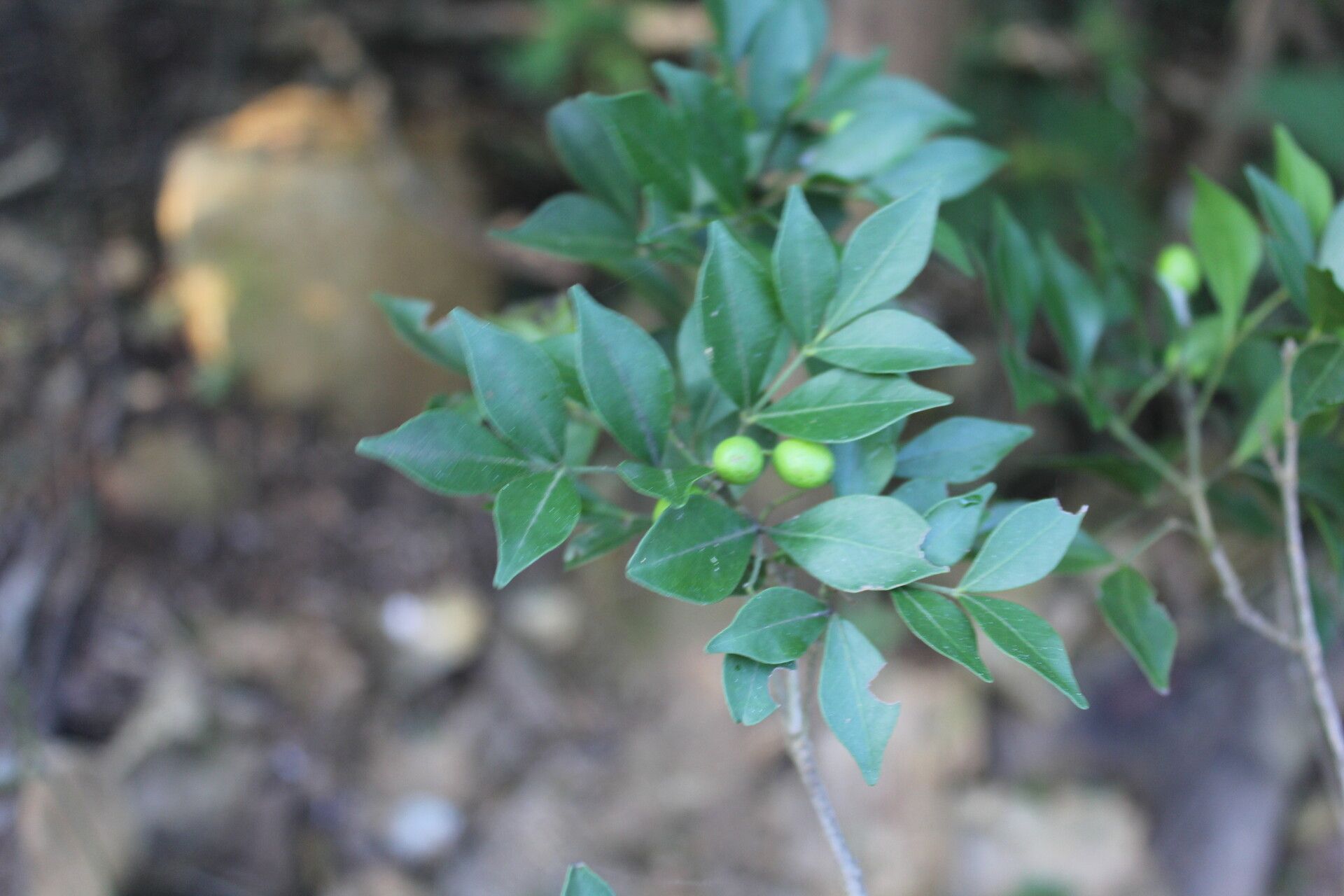 Amyris sylvatica — related species from the same genus