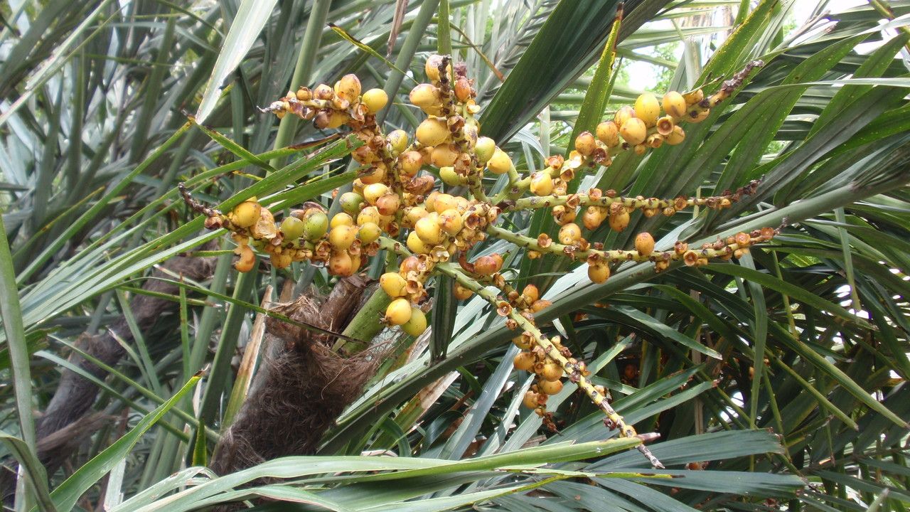Arenga engleri fruit