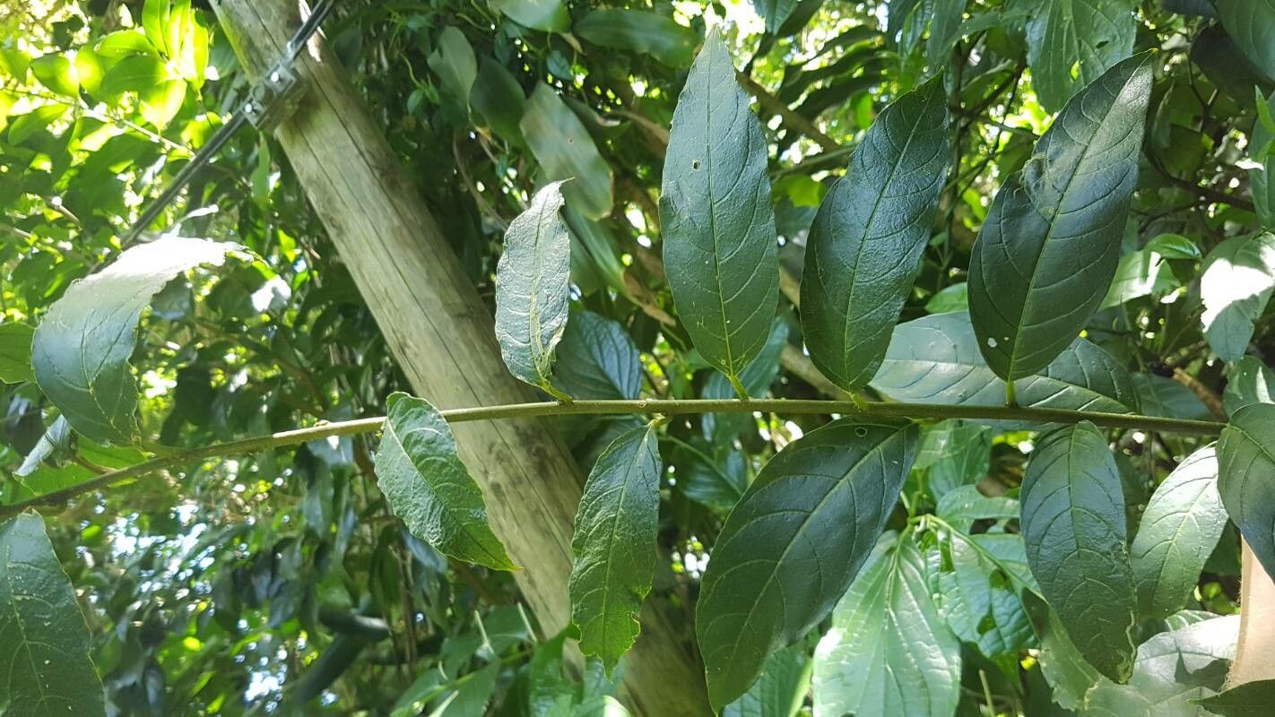 Cestrum laurifolium — search result for 'Cestrum'