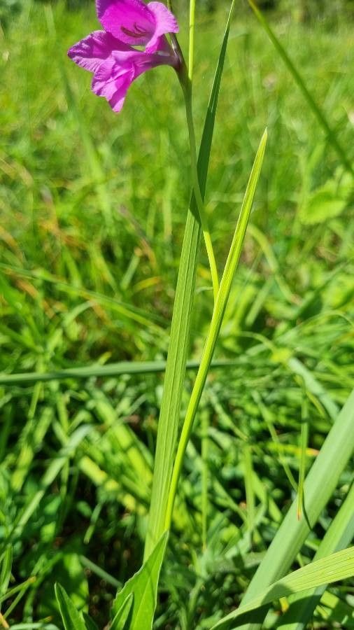 Gladiolus palustris leaf