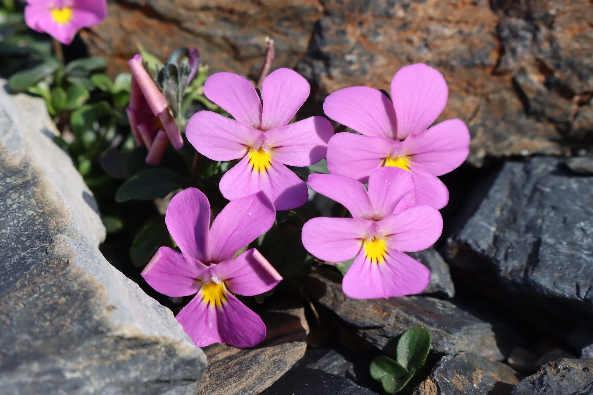 Viola comollia flower