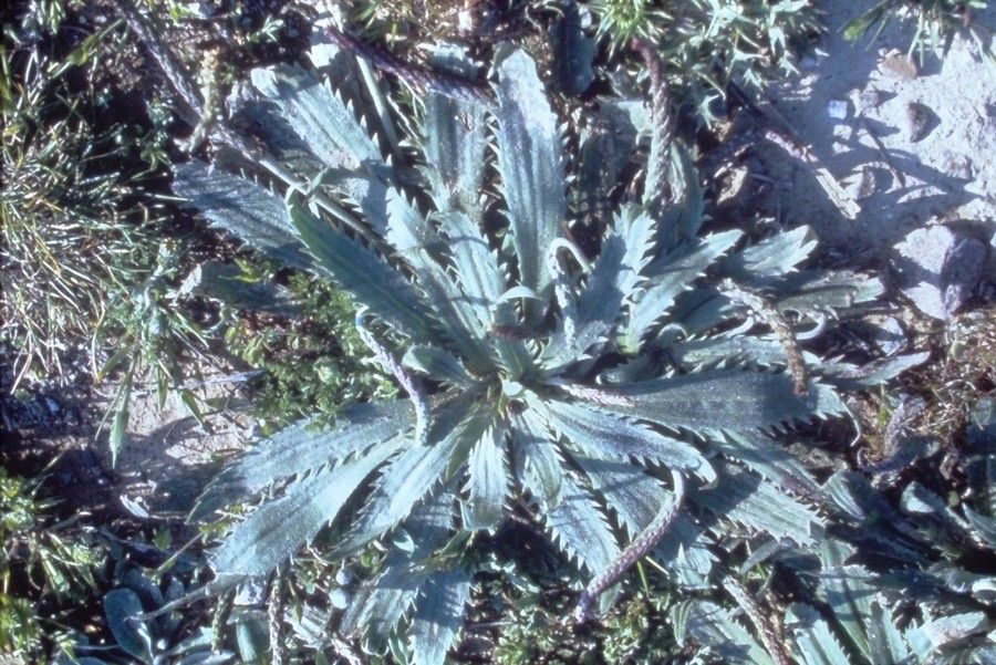 Plantago serraria — search result for 'Plantago'