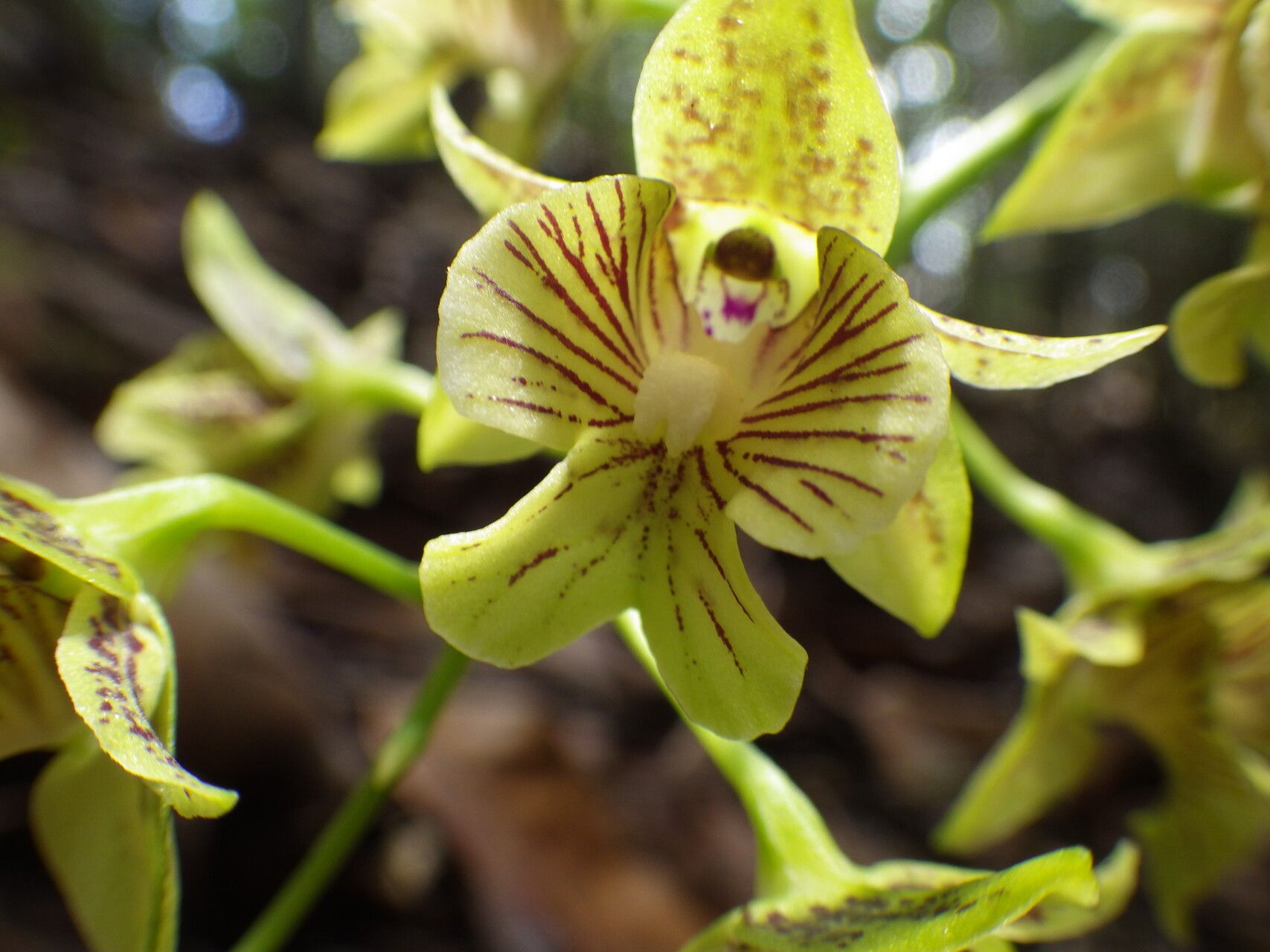 Dendrobium biloculare — houseplant care guide