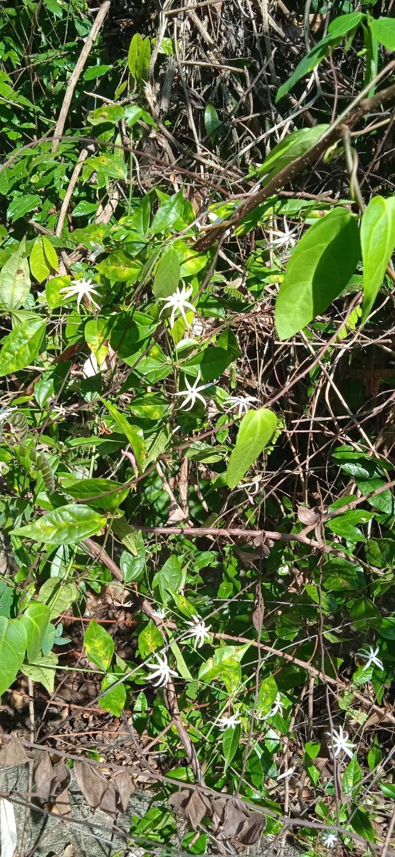 Jasminum adenophyllum habit