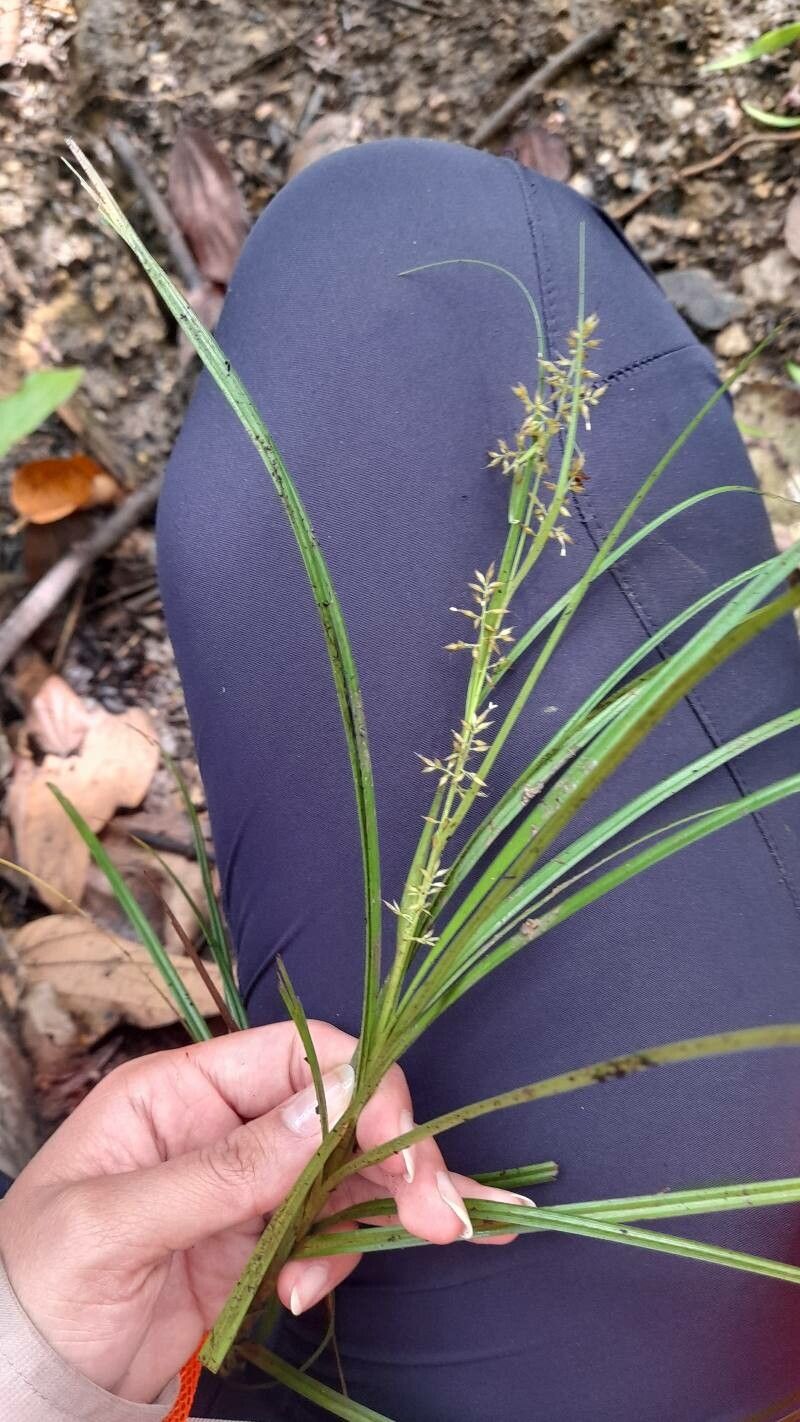 Rhynchospora polyphylla — houseplant care guide