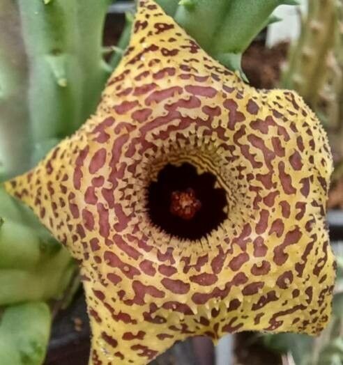 Huernia mccoyi — search result for 'Huernia'