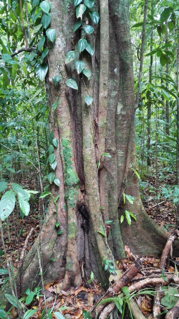 Micropholis melinoniana bark