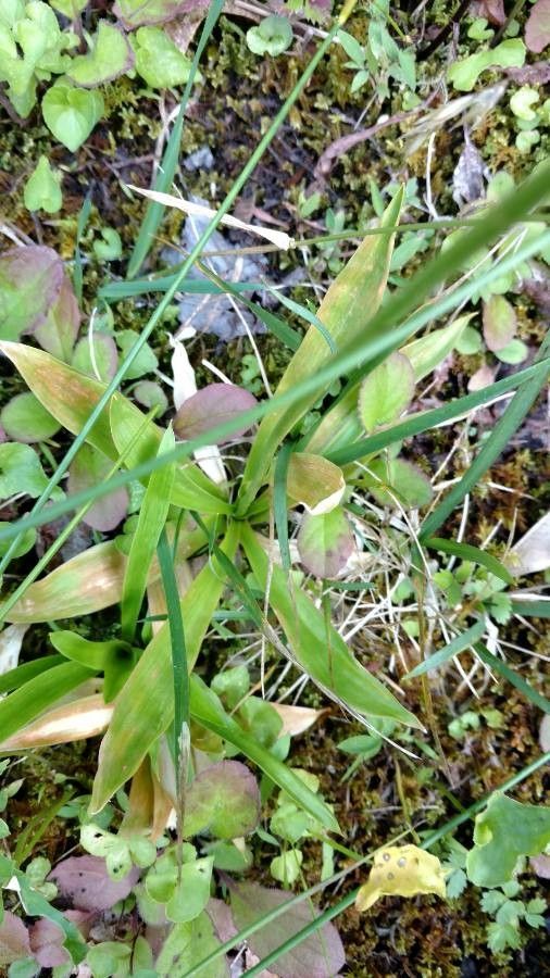 Aletris farinosa — houseplant care guide