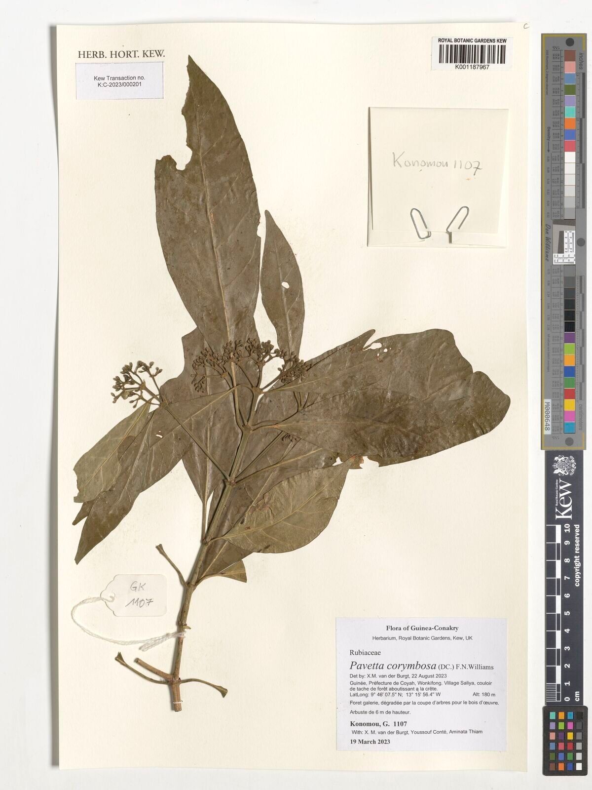 Pavetta corymbosa — houseplant care guide