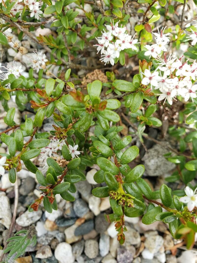 Leiophyllum buxifolium — search result for 'Kalmia'