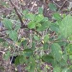 Lonicera fragrantissima