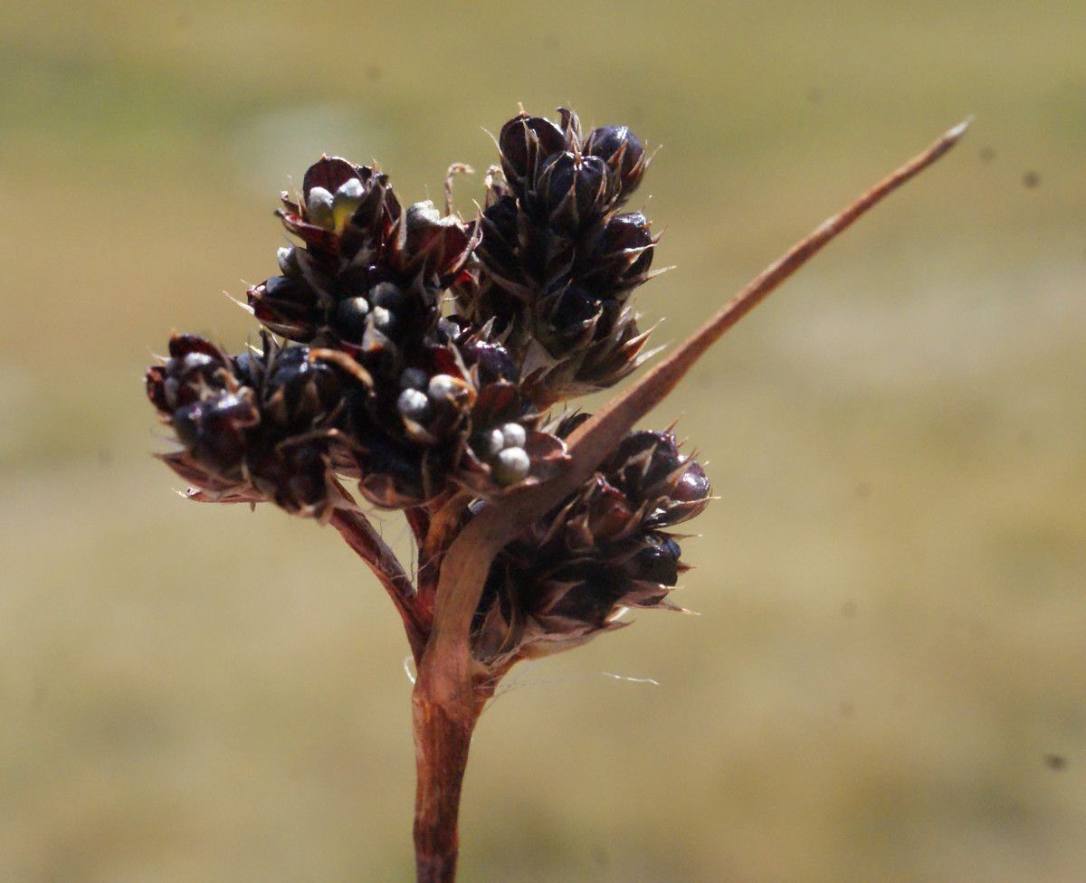 Luzula sudetica fruit