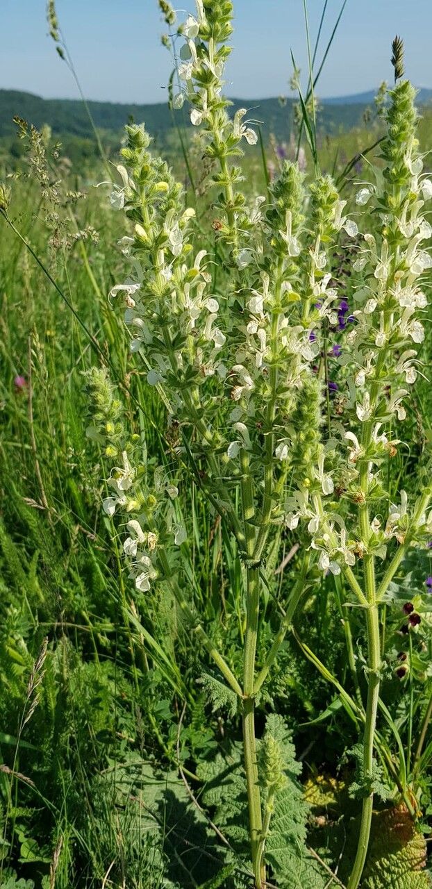 Salvia austriaca other