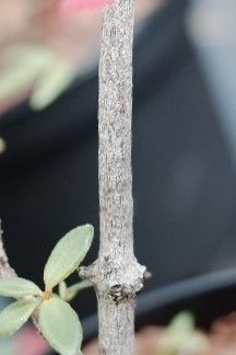 Rhododendron gracilentum bark