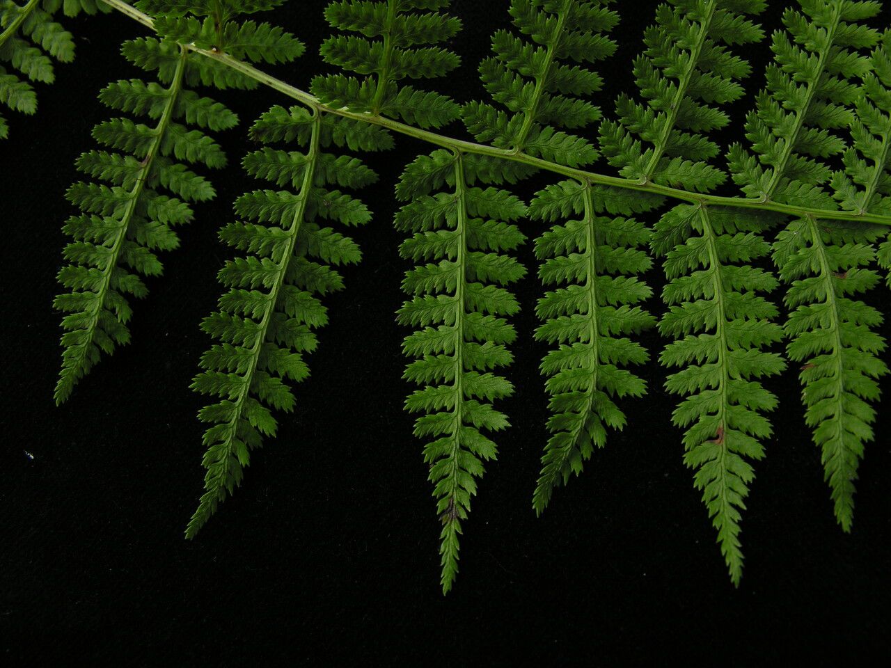 Athyrium clarkei leaf