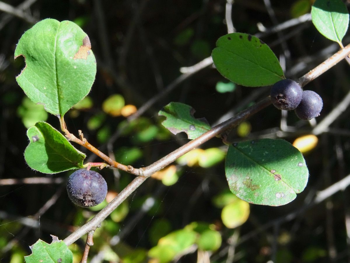 Cotoneaster nummularius habit