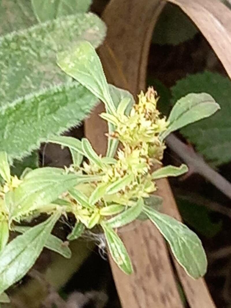 Amaranthus thunbergii fruit