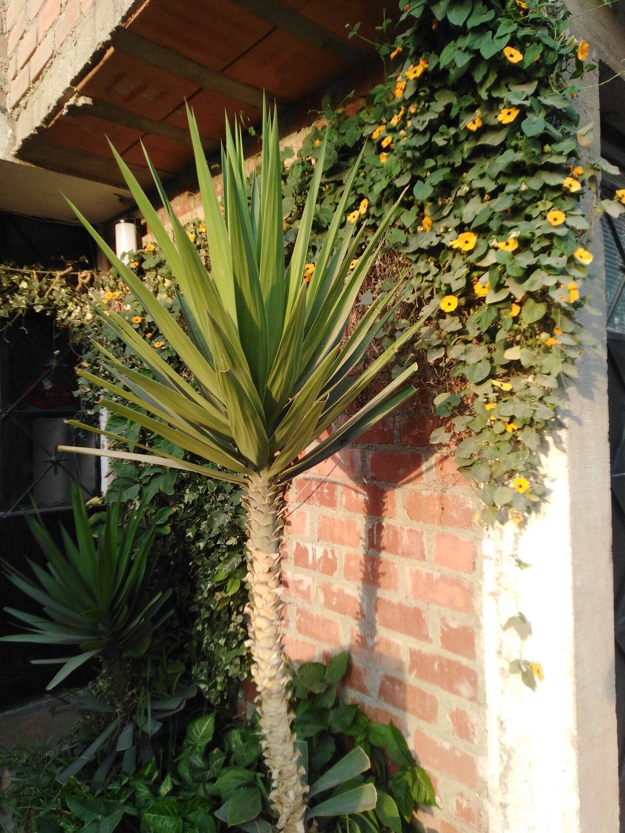 Dracaena concinna bark
