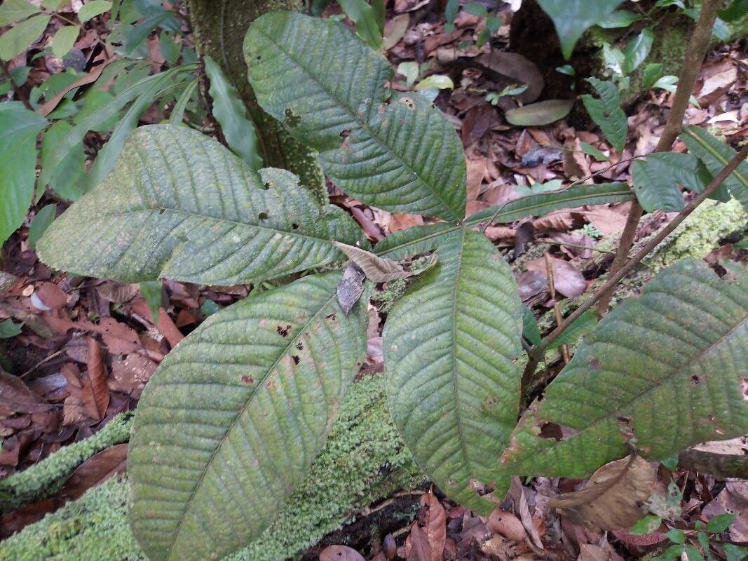 Inga lomatophylla leaf