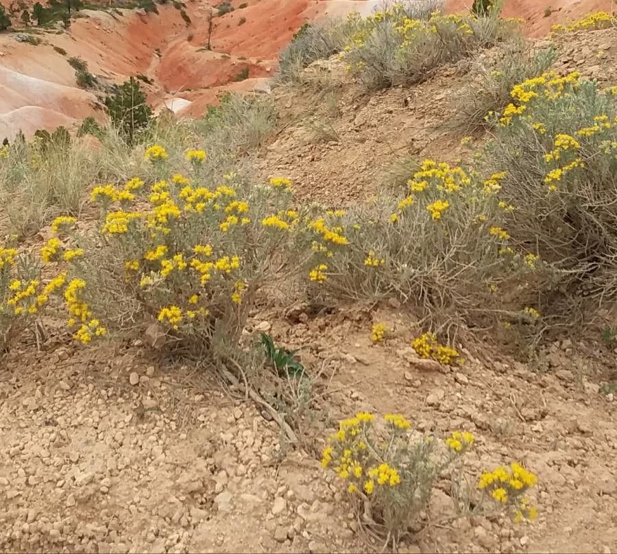 Tetradymia canescens flower