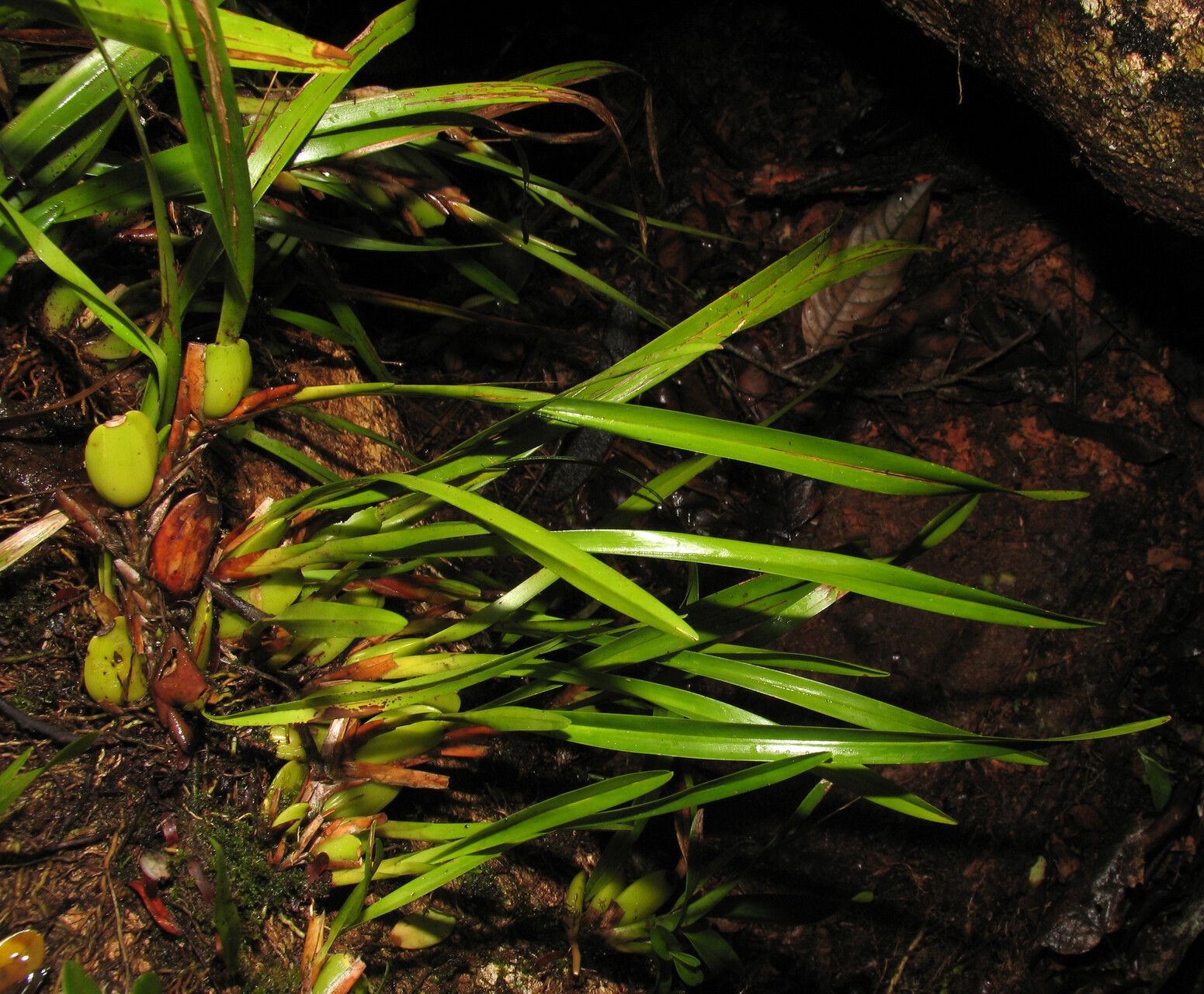 Maxillaria alba — related species from the same genus