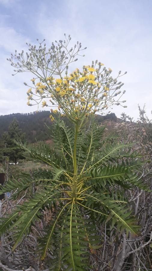 Sonchus canariensis flower