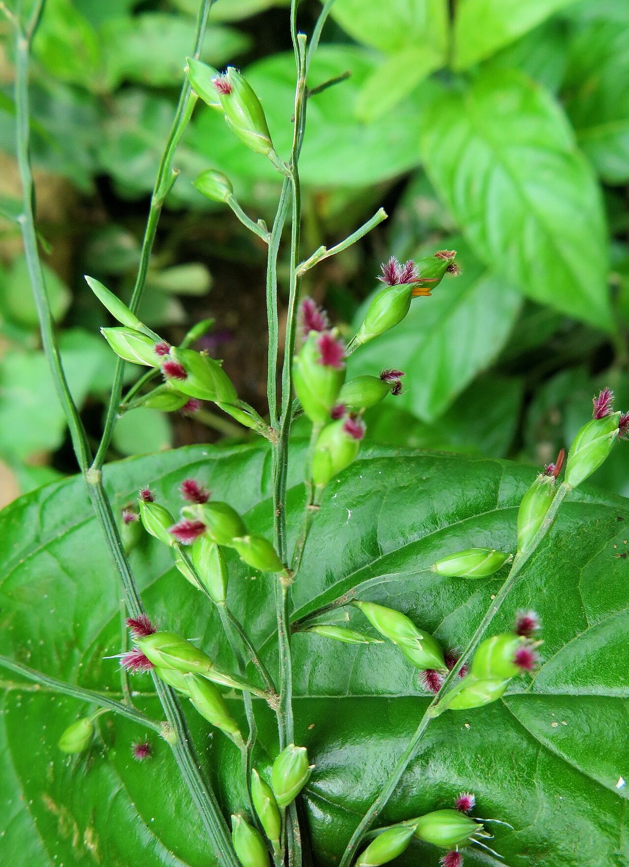 Acroceras zizanioides habit