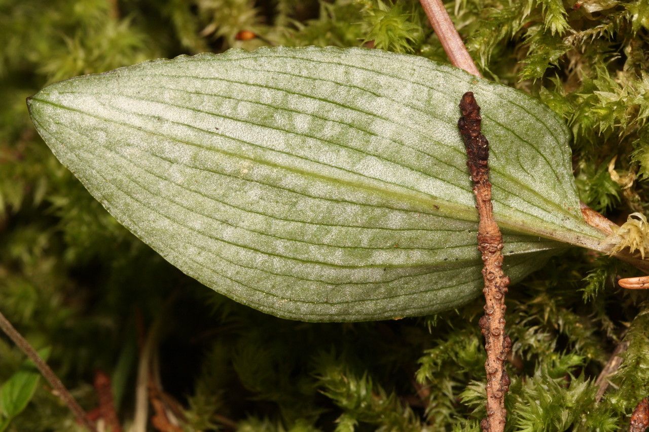 Calypso bulbosa leaf