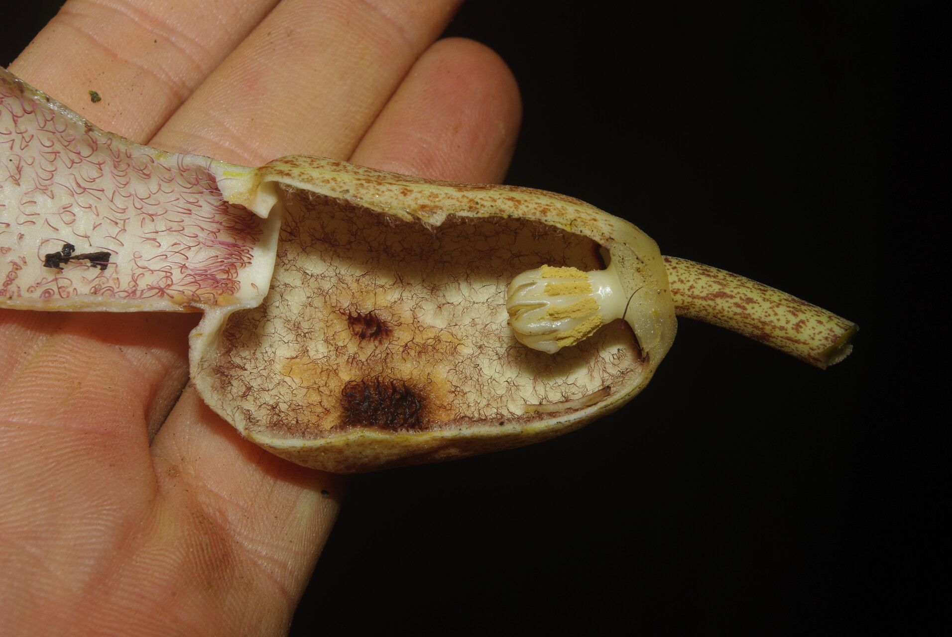 Aristolochia macrocarpa flower