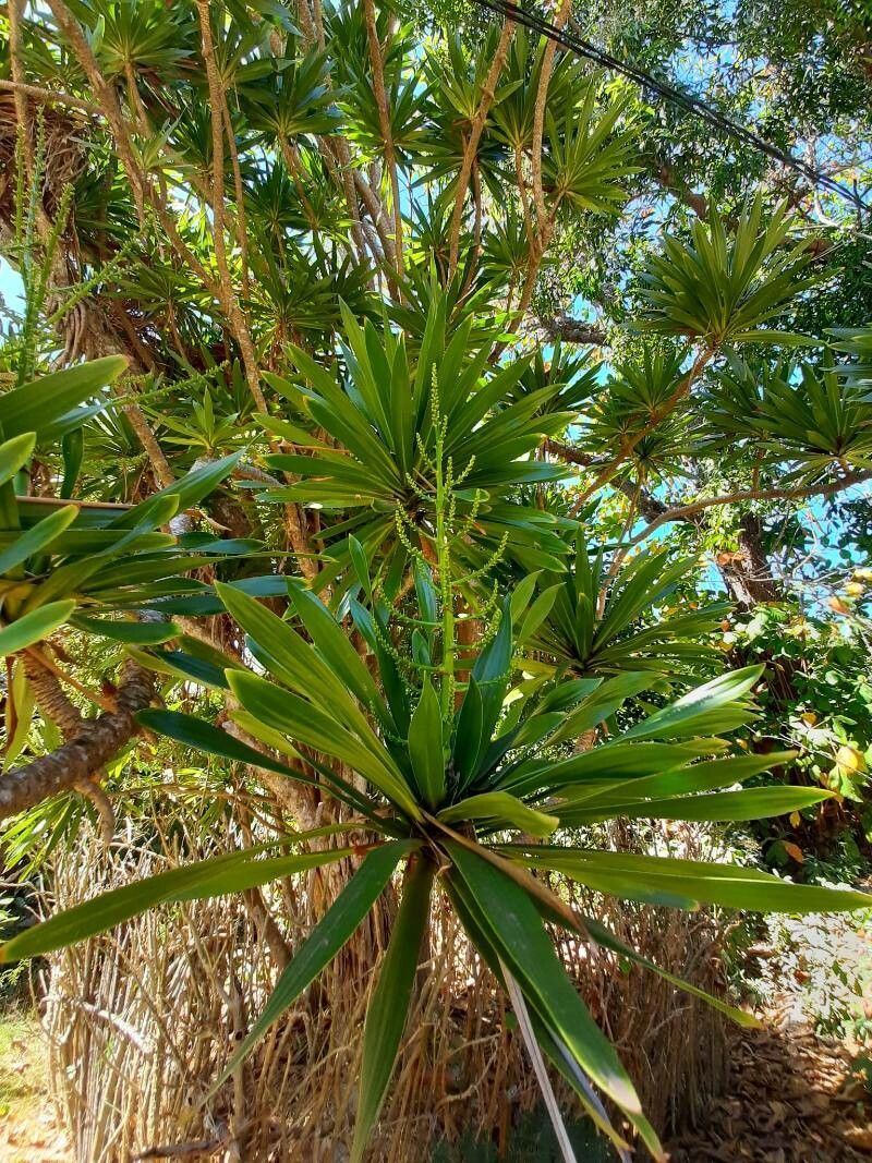 Dracaena xiphophylla — search result for 'Dracaena'