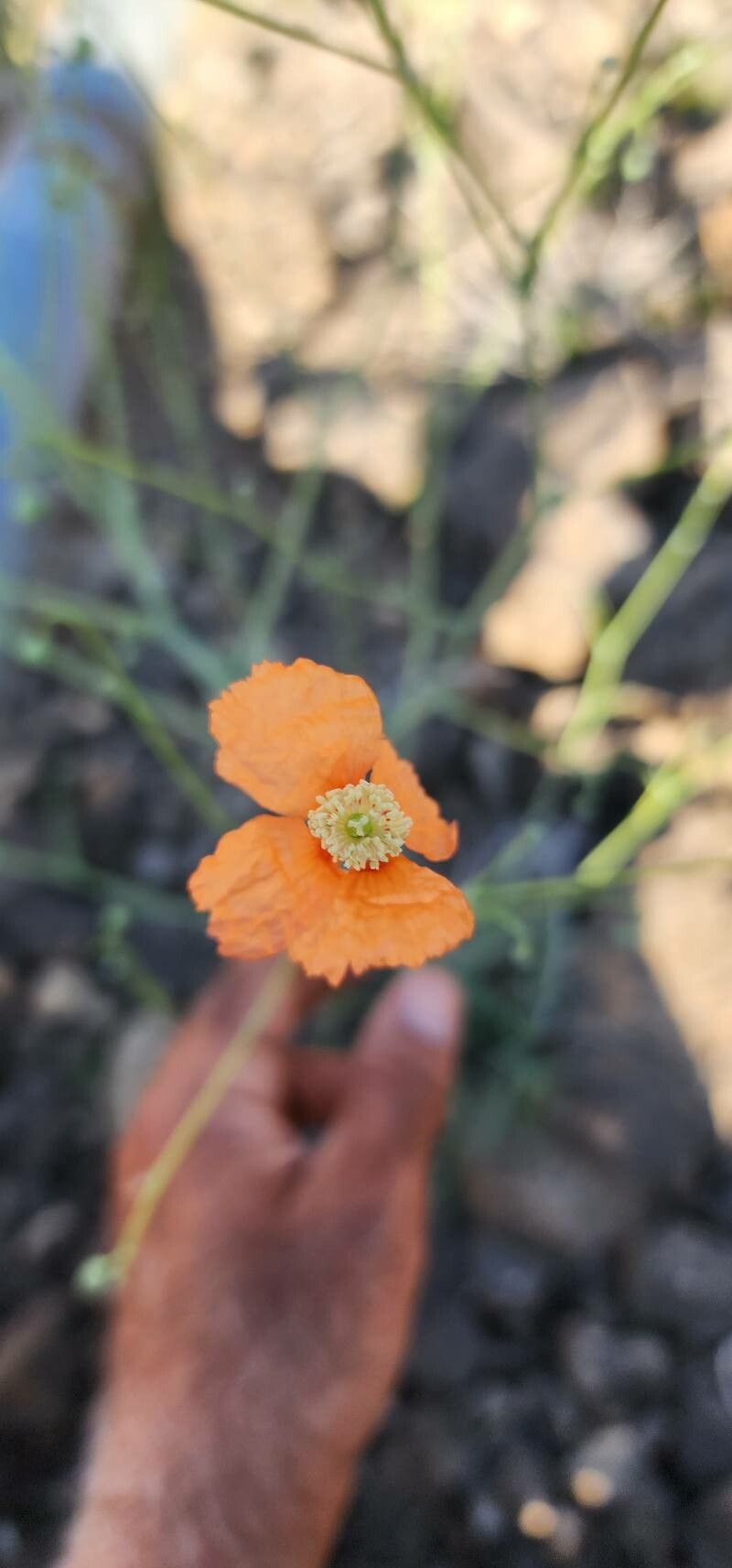 Papaver armeniacum flower