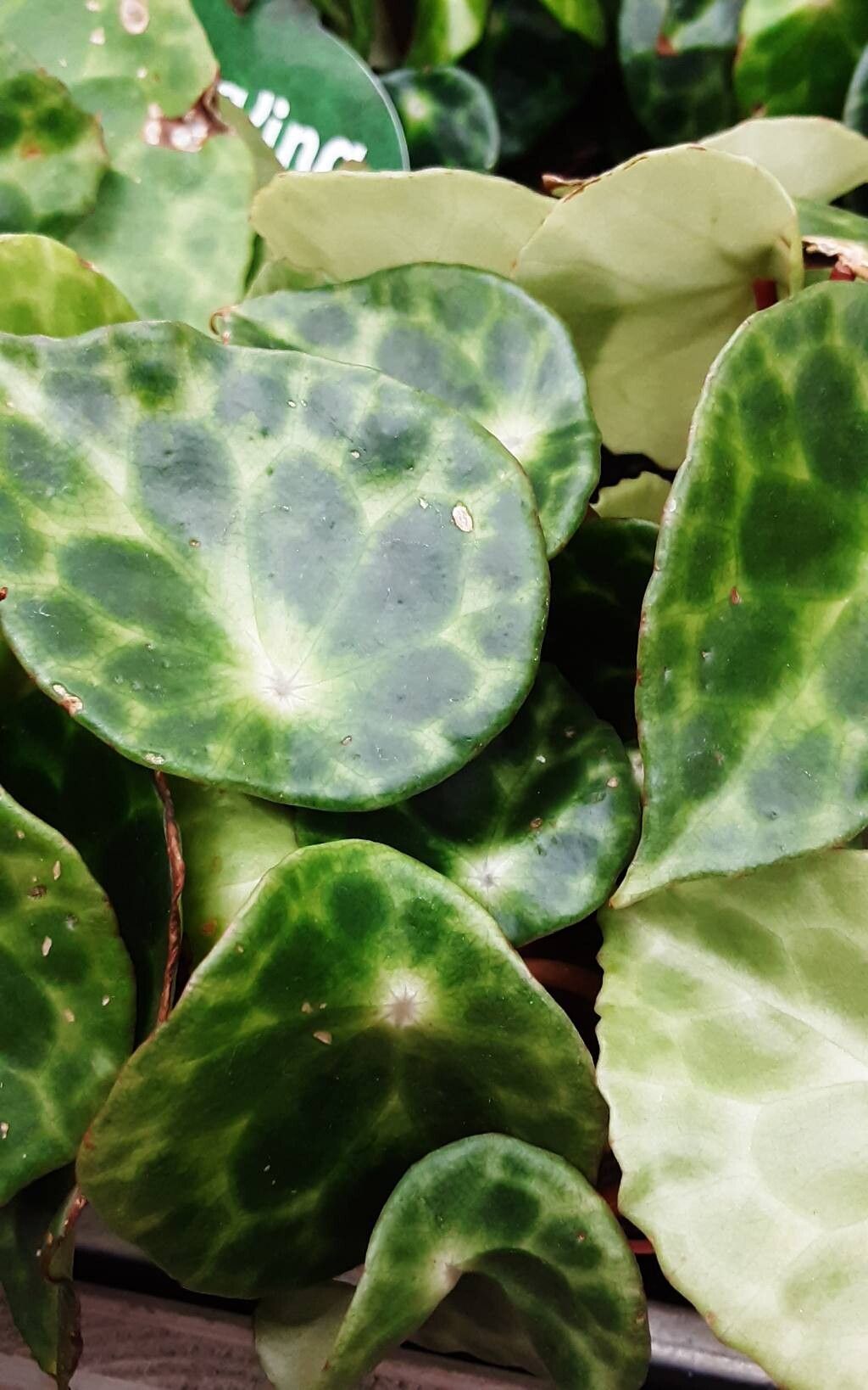 Begonia kingiana leaf
