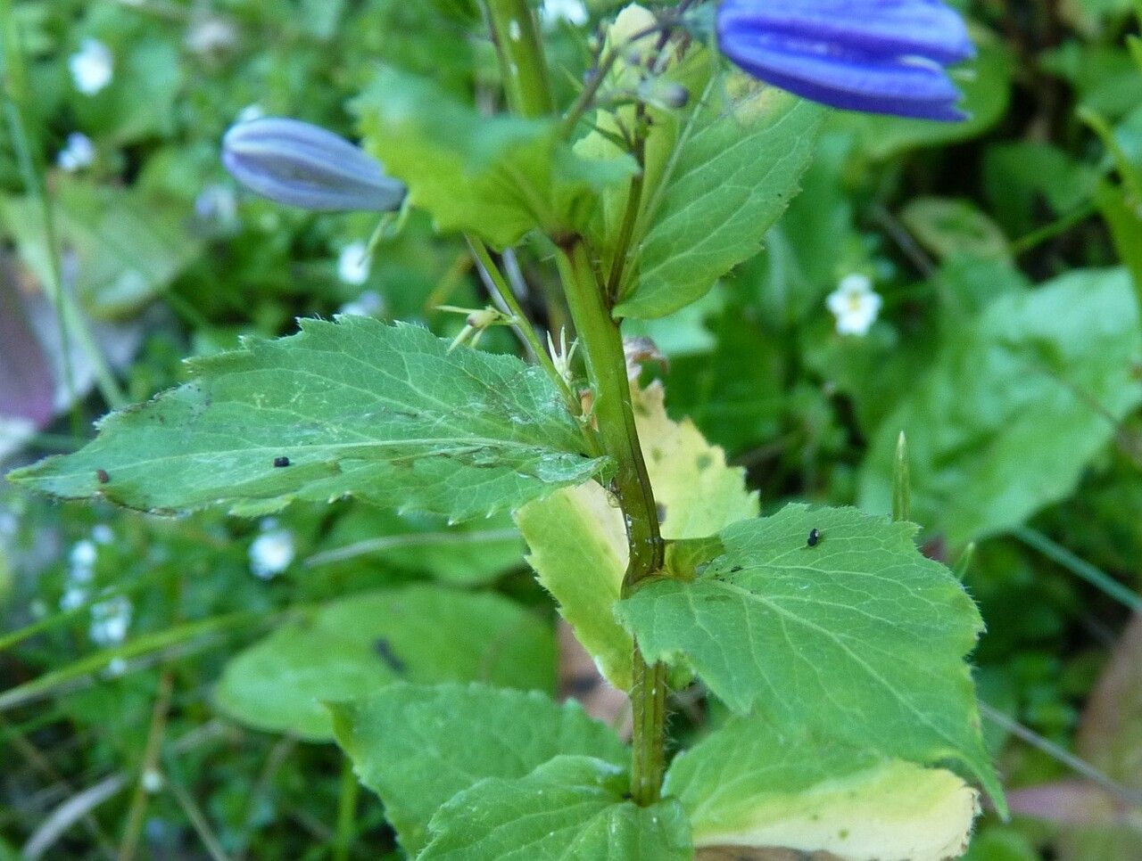 Campanula rhomboidalis bark