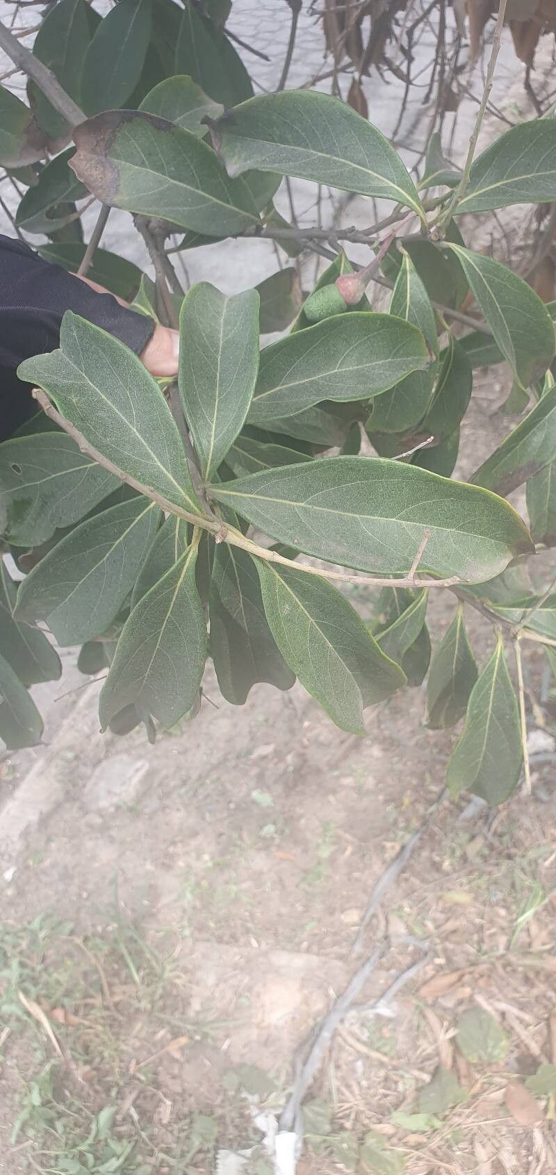 Aniba puchury-minor — houseplant care guide