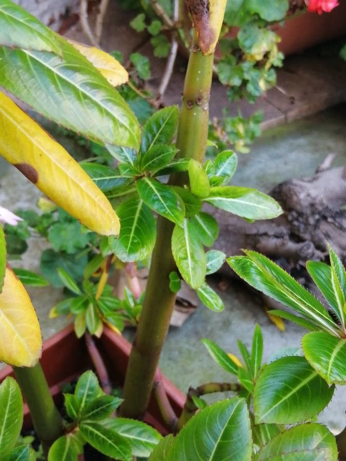 Impatiens sodenii bark