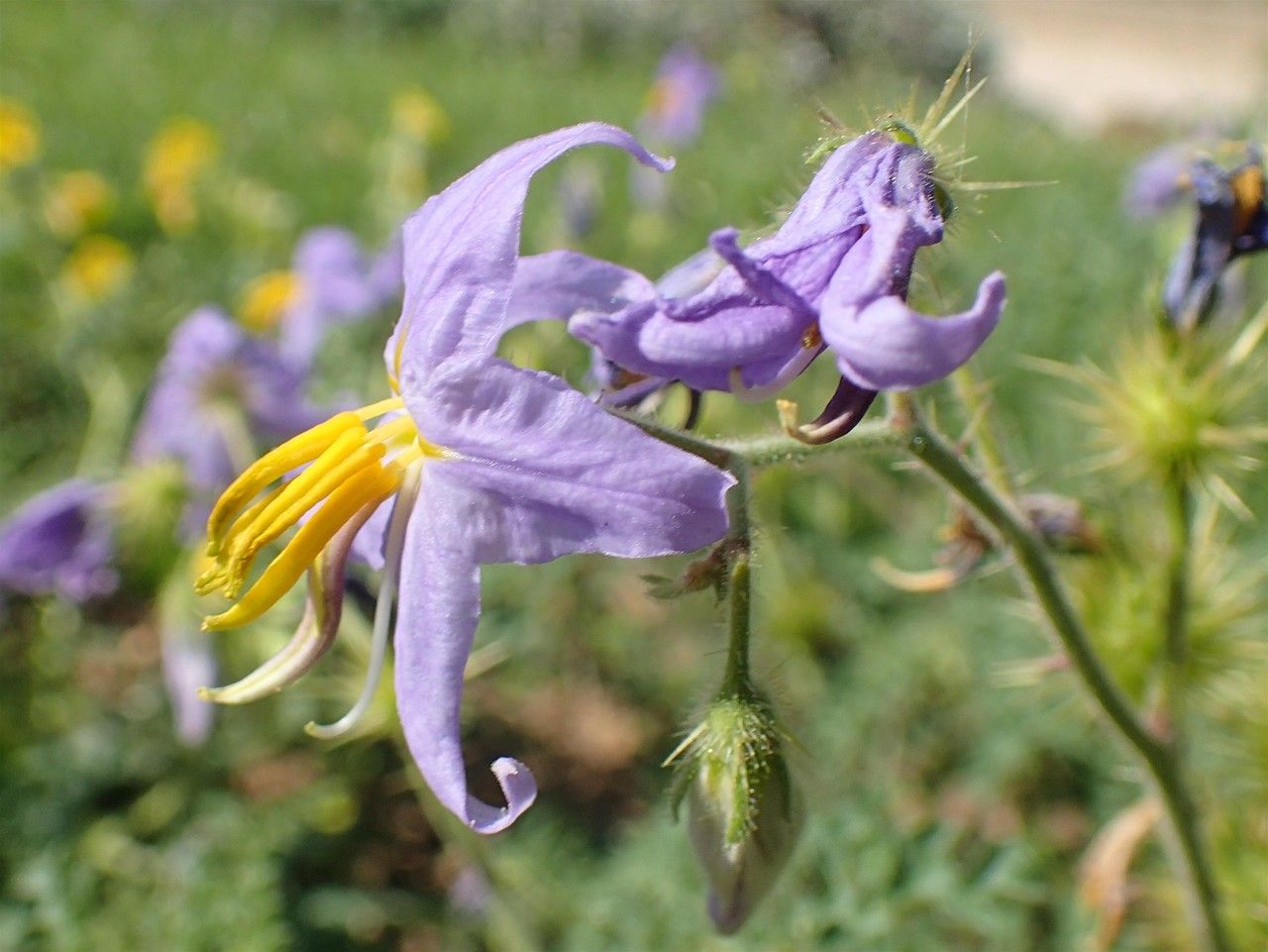 Solanum citrullifolium flower